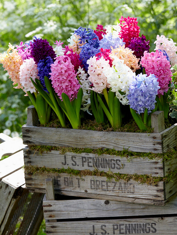 Mixed colored hyacinth bulbs
