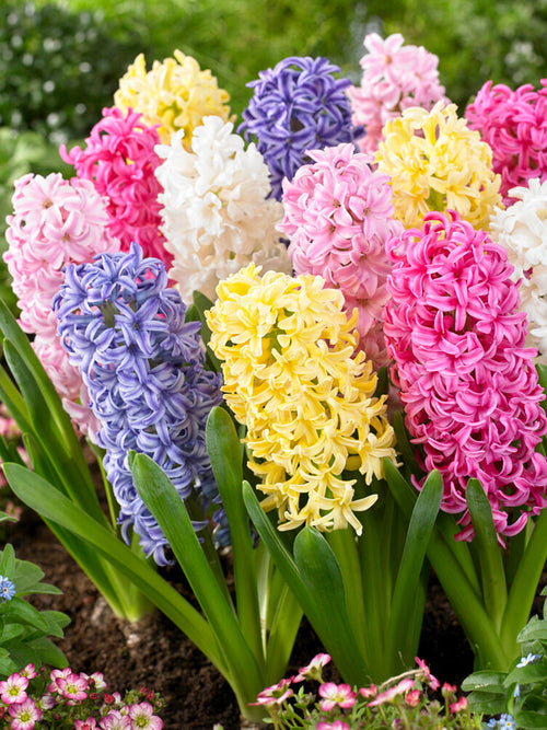 hyacinth bulbs