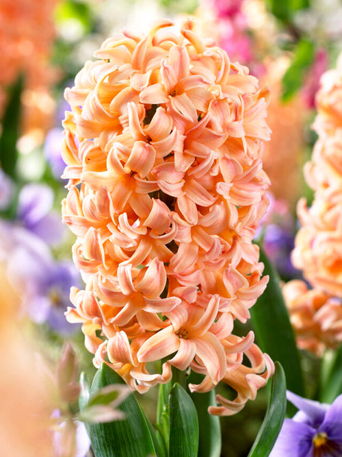 Gipsy Queen hyacinth Flower Bulbs Salmon