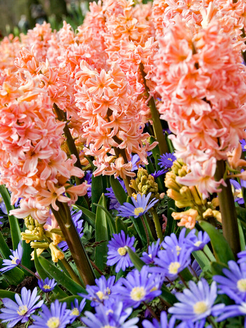 Orange and Salmon Flower Bulbs Hyacinth Gipsy Queen