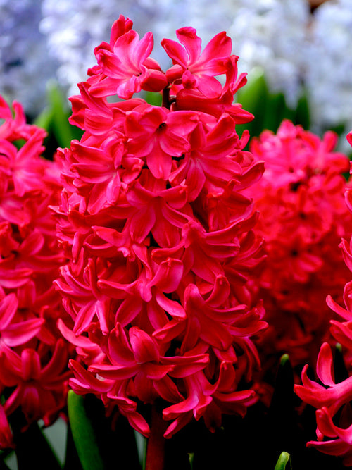 Red Hyacinths