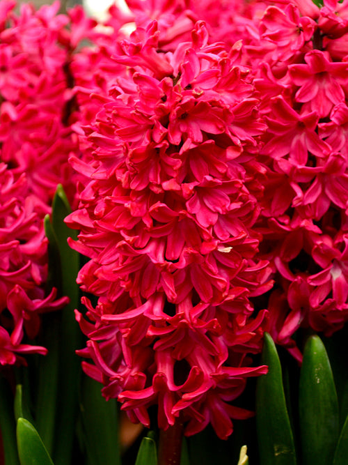 Hyacinth Bulbs Jan Bos