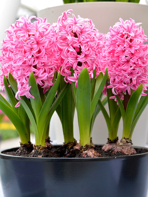 Pink Pearl Hyacinths Flower Bulbs United Kingdom