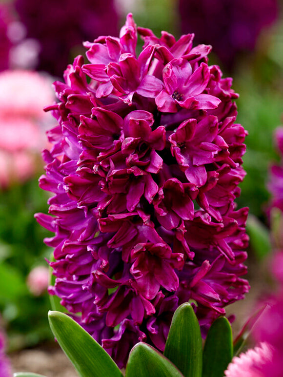 Purple Bulbs Hyacinth Woodstock
