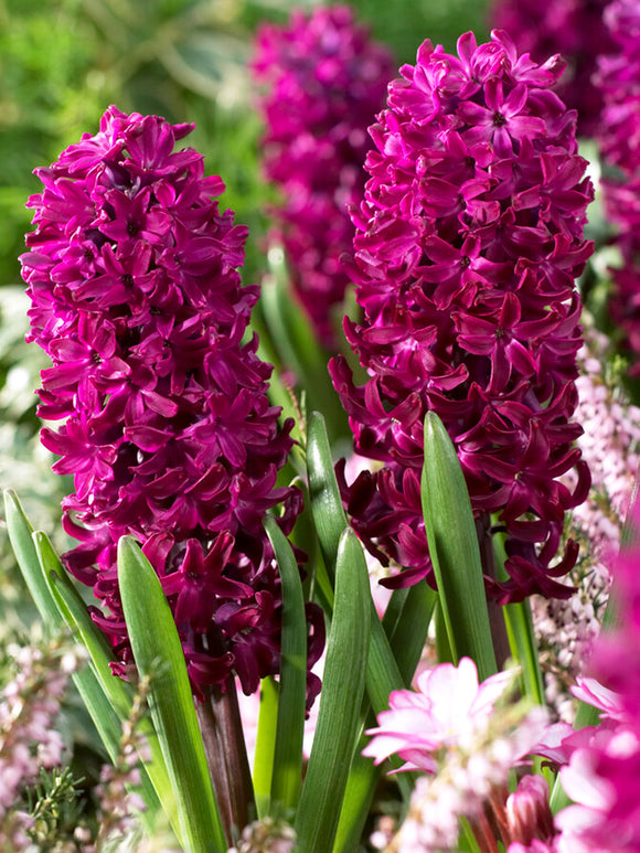 Hyacinth Bulbs Woodstock