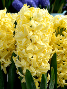 Hyacinth Yellow Queen