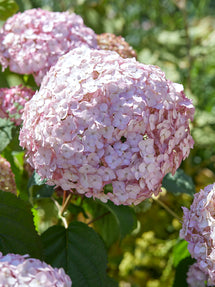 Hydrangea Candybelle Bubblegum