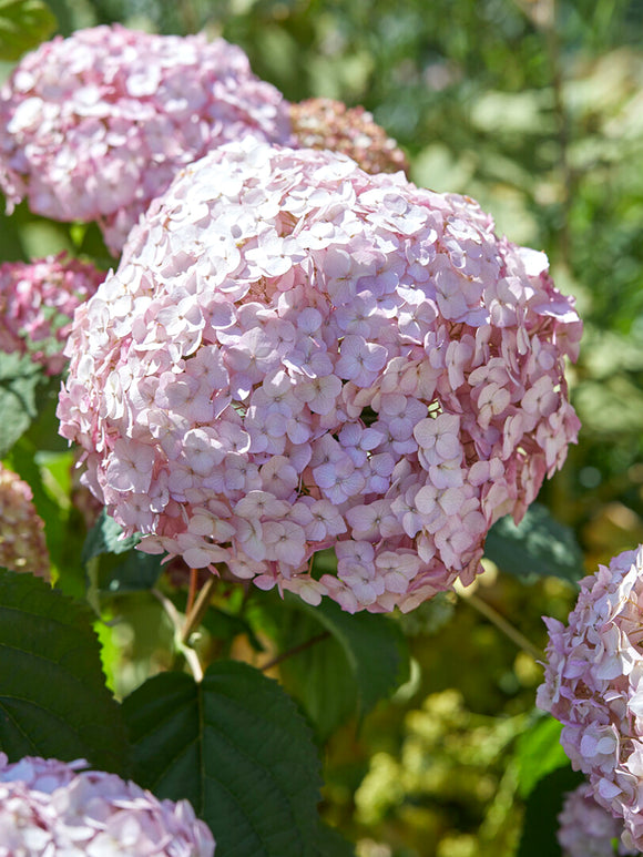 Buy Bare Root Hydrangea Candybelle Bubblegum