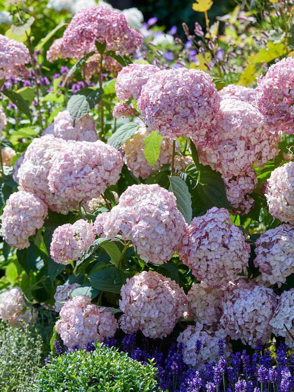 Hydrangea Candybelle Bubblegum