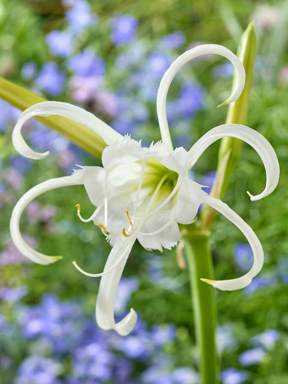 Hymenocallis Festalis ‘Zwanenburg’ white spider lily in bloom