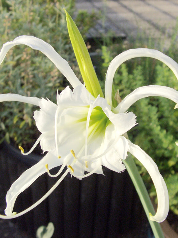 Close-up of Hymenocallis ‘Zwanenburg’ white star-shaped bloom