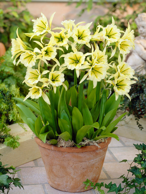 Hymenocallis Festalis growing in pot on sunny patio