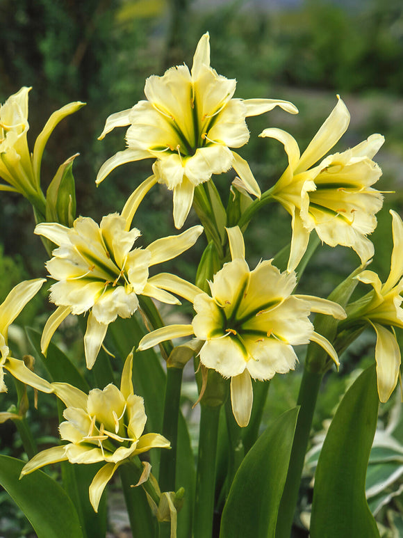 Cluster of fragrant white spider lilies in full flower