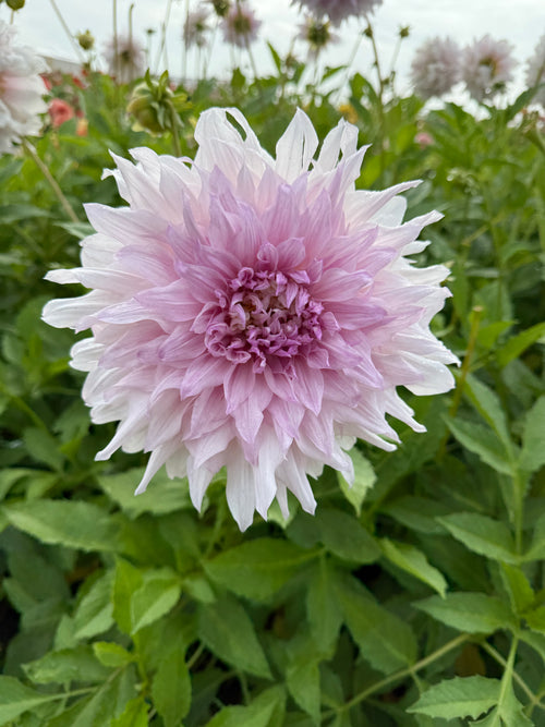 Dahlia Gitts Perfection