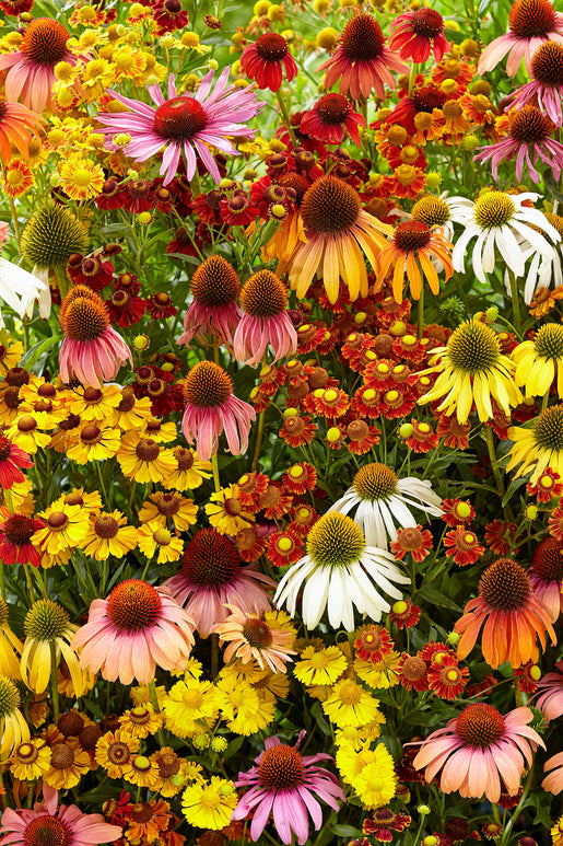 Indian Summer Mix - Echinacea & Hellenium bare roots mix