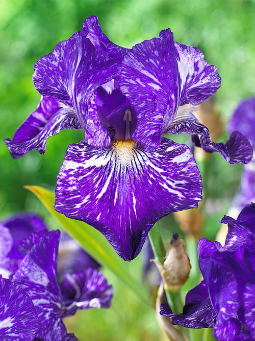 Iris Germanica Batik bare roots