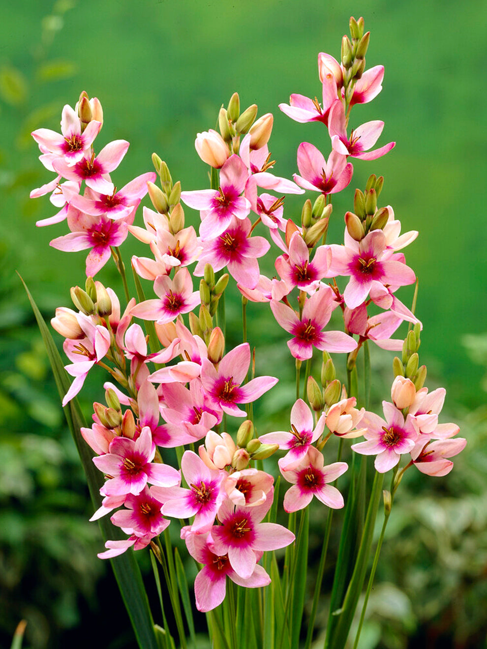 corn lily flower Ixias Pink (African Corn Lily) Bulbs