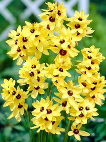 Ixia Yellow