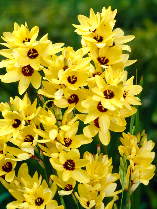 Ixia Yellow - Autmn Planted Flower Bulbs
