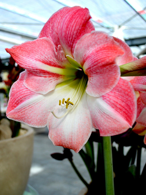 Amaryllis Bulbs Apple Blossom