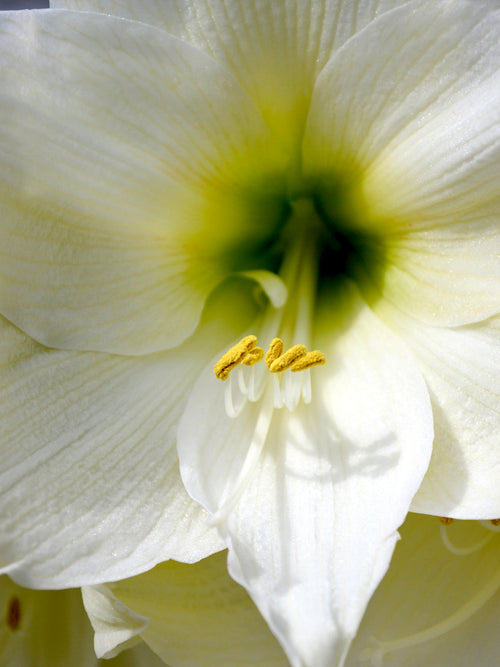 Amaryllis 'Christmas Gift' (Hippeastrum)
