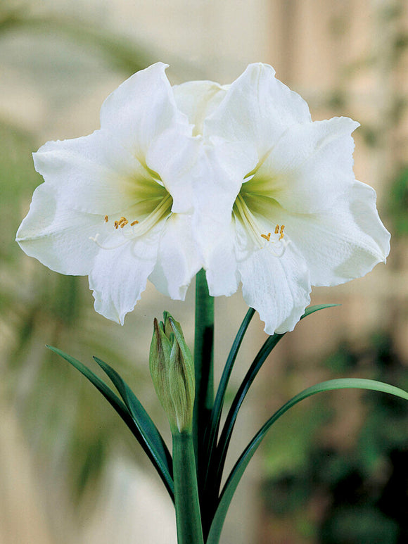 Buy Amaryllis Bulbs Christmas Gift