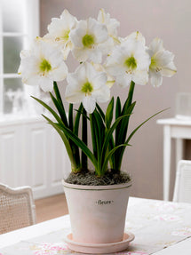 Jumbo Amaryllis Christmas Gift