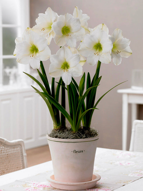 Buy Amaryllis Christmas Gift