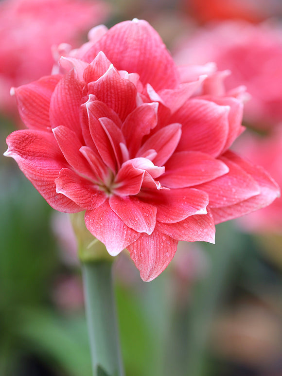 Jumbo Double Amaryllis Double Dream - Pink