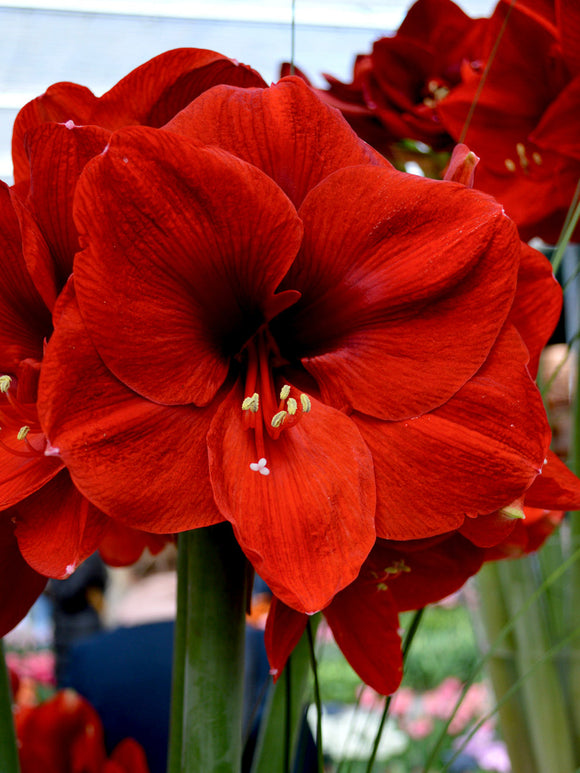 Amaryllis Ferarri