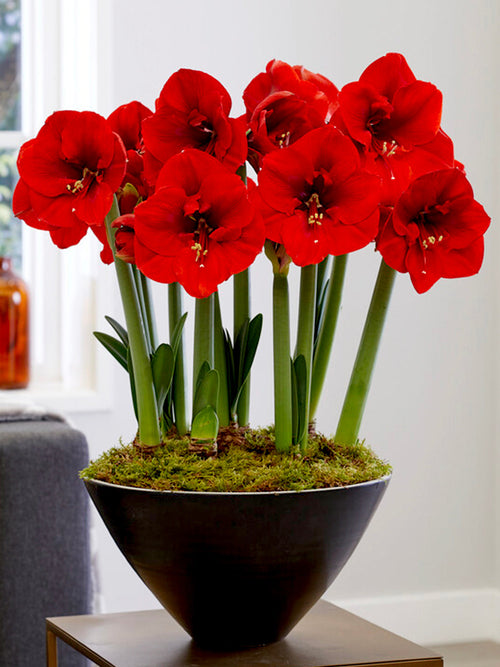Amaryllis Ferarri Bulbs
