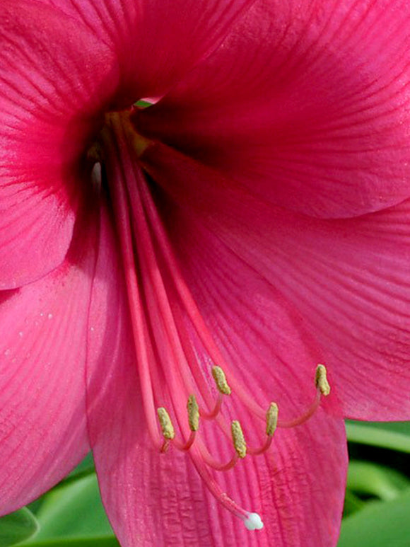 Jumbo Amaryllis Lagoon Bulbs