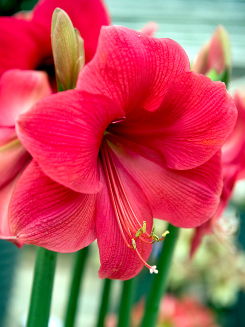Jumbo Amaryllis Lagoon Bulbs