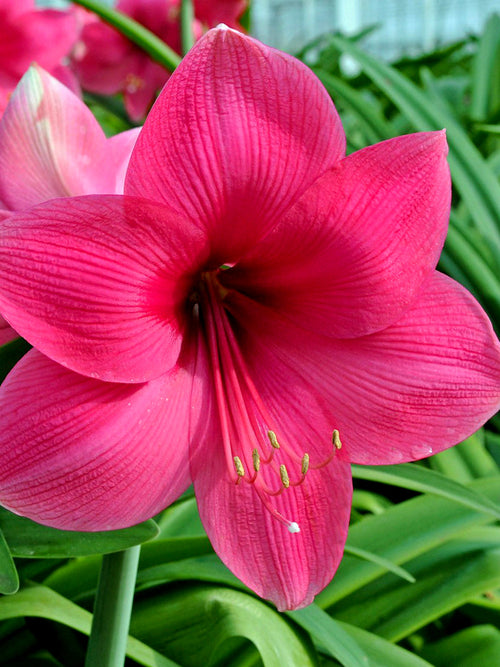 Pink Amaryllis Flowers - Lagoon