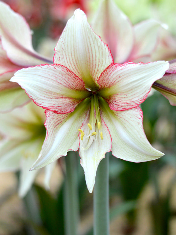 Jumbo Amaryllis Magic Green Flower Bulbs