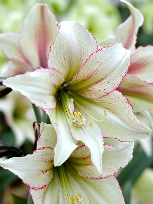 Jumbo Amaryllis Magic Green Bulbs