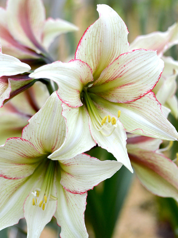 Amaryllis Dutch 'Magic Green'