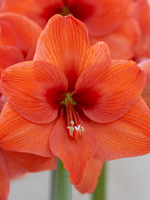 Jumbo Amaryllis Bulbs Orange Desire