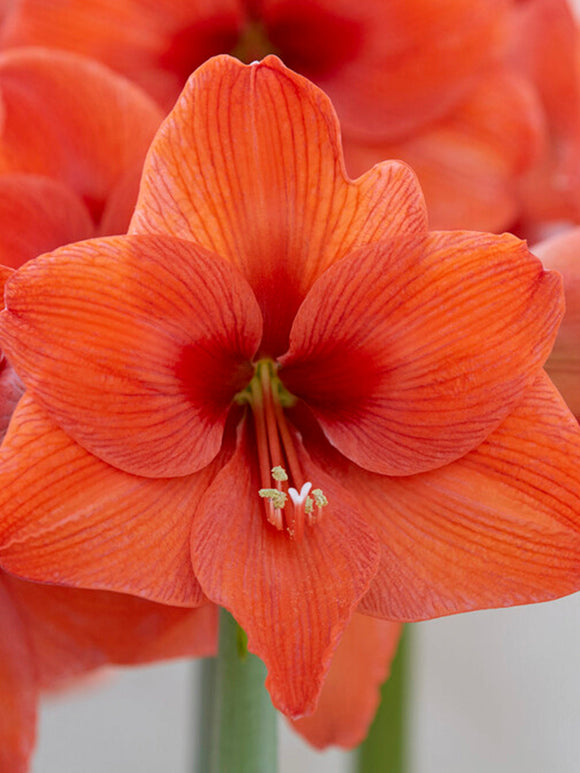 Jumbo Amaryllis Bulbs Orange Desire