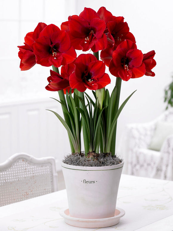Jumbo Amaryllis Red Lion Bulbs