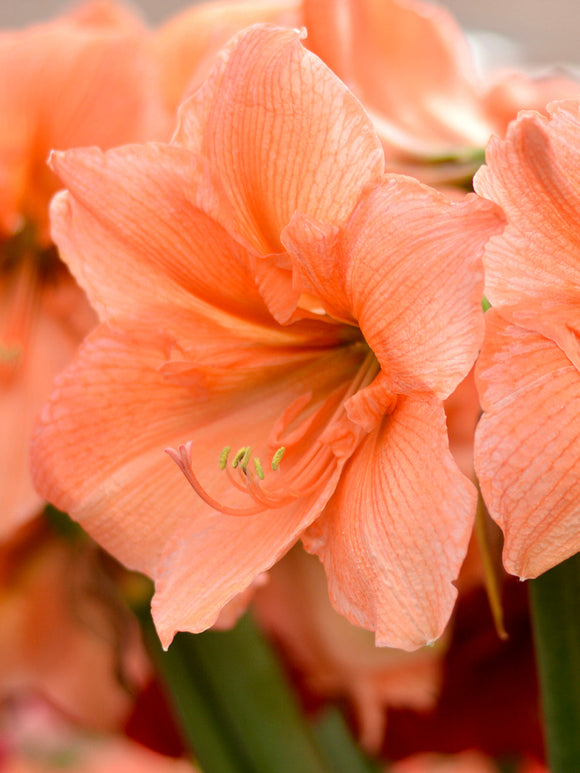 Jumbo Amaryllis Rilona - Peach, Apricot and Salmon flowers