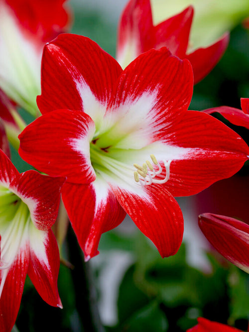 Jumbo Amaryllis Tres Chic Bulbs