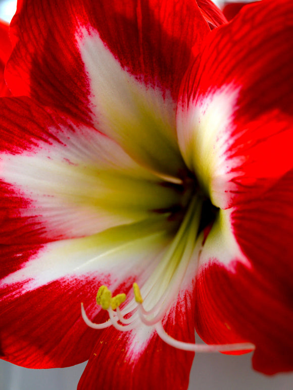 Jumbo Amaryllis Tres Chic Flower Bulbs