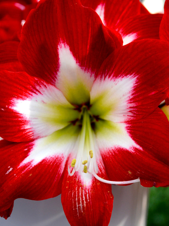 Amaryllis Tres Chic Bulbs