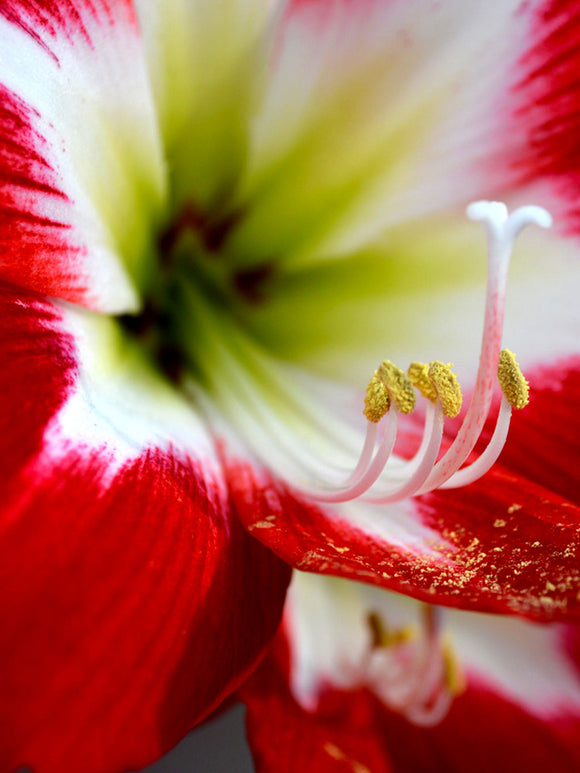 Amaryllis Tres Chic