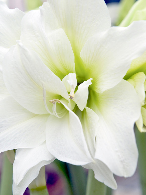 Jumbo Double White Amaryllis Nymph Bulbs