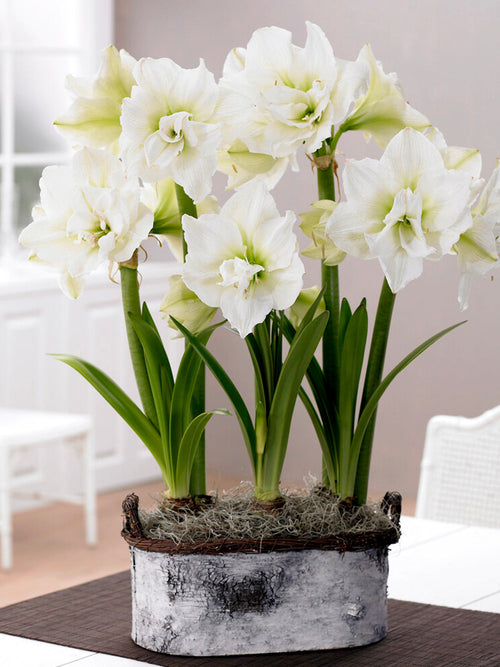 Jumbo Double White Amaryllis Nymph Huge Flower Bulbs