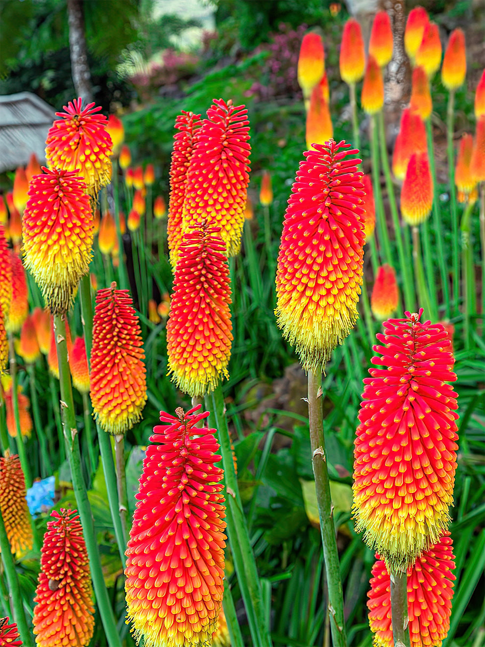 Red Hot Poker Uvaria Kniphofia DutchGrown UK red-hot-poker-uvaria-kniphofia-dutchgrown-uk