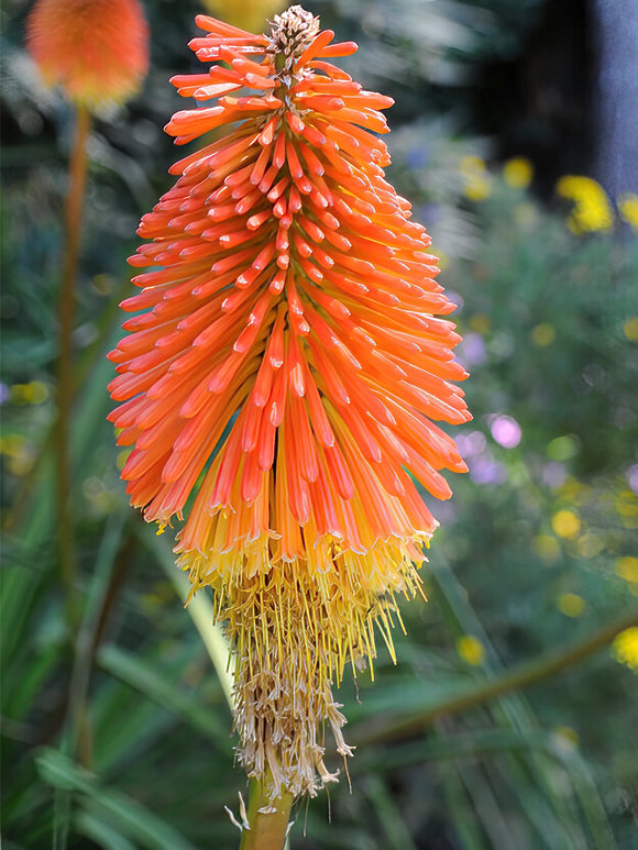 Red Hot Poker Uvaria - Kniphofia