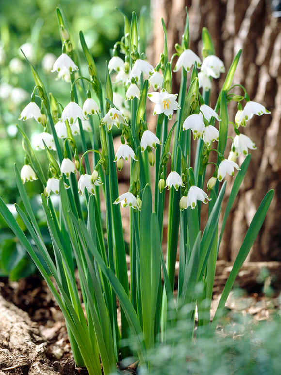 Leucojum Gravetye Giant
